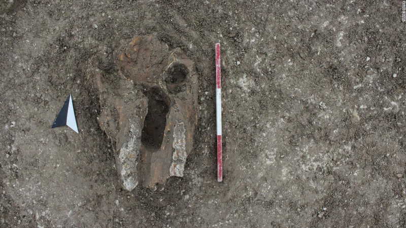 An animal skull found at the site.
